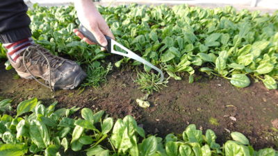 Hand Cultivator - Image 4